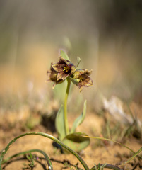 Fritillaria agrestis