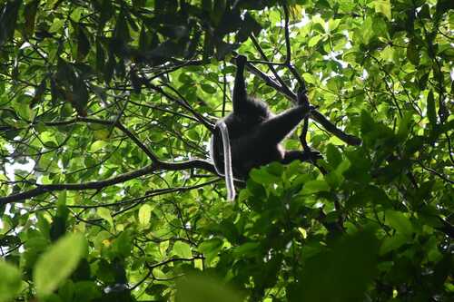 Purple-faced Langur