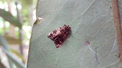 Chlumetia