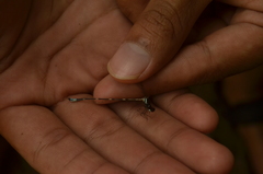 Protosticta geijskesi