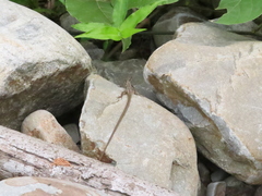 Takydromus formosanus