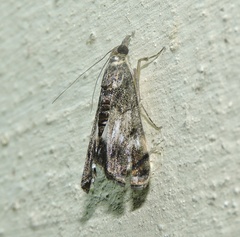 Noorda