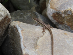 Takydromus formosanus