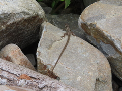 Takydromus formosanus