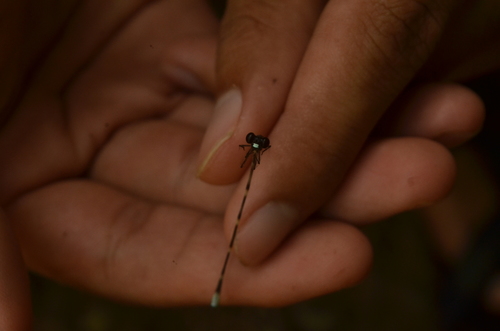 Protosticta geijskesi