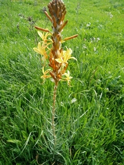 Asphodeline lutea