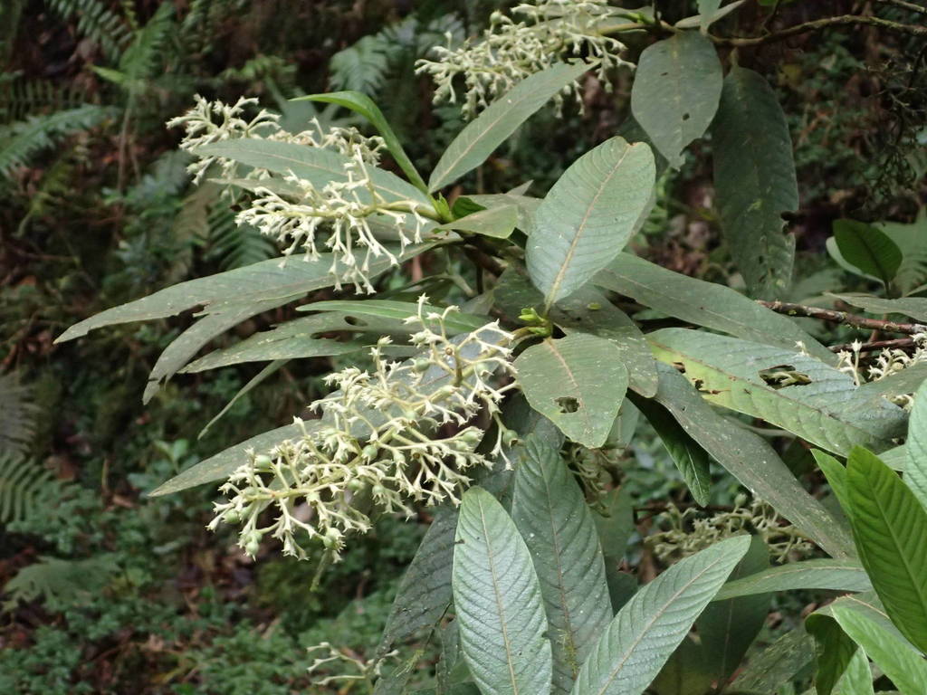 Bertiera rufa