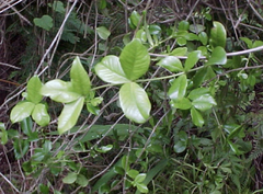 Alyxia stellata