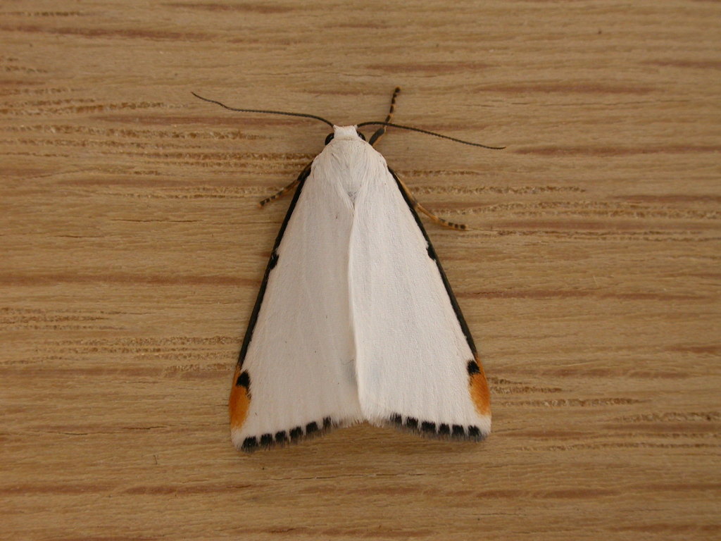 Snowy Footman
