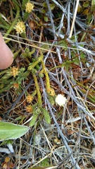 Kelleria multiflora