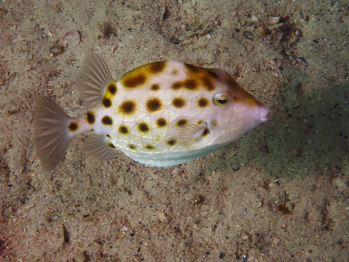 Anoplocapros amygdaloides