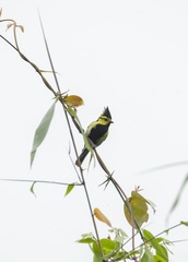 Machlolophus spilonotus