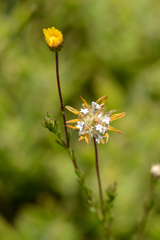 Ursinia trifida