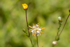 Ursinia trifida