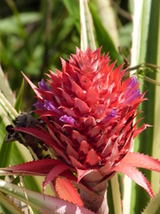 Ananas comosus bracteatus