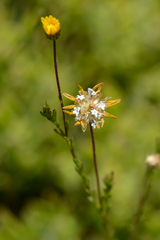 Ursinia trifida