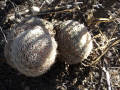 Echinocereus pectinatus pectinatus