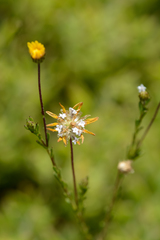 Ursinia trifida