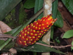 Guzmania conifera