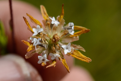 Ursinia trifida