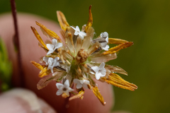 Ursinia trifida