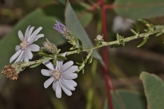 Olearia lehmanniana