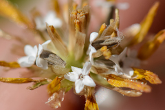 Ursinia trifida