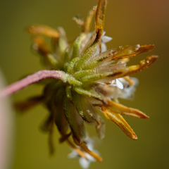 Ursinia trifida