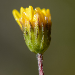 Ursinia trifida