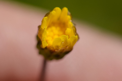Ursinia trifida