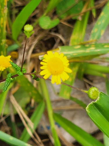 Vicoa indica, 2026-05-10