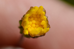 Ursinia trifida
