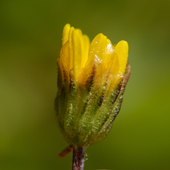 Ursinia trifida