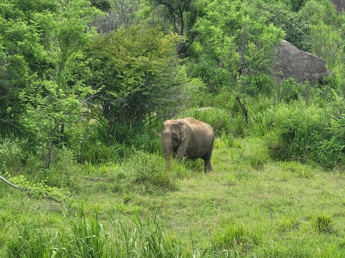 Sri Lankan Elephant