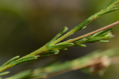 Ursinia trifida