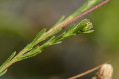 Ursinia trifida