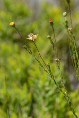 Ursinia trifida