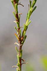 Ursinia trifida