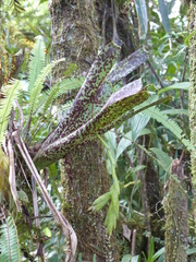 Tillandsia brenneri