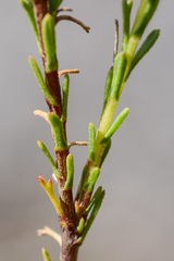 Ursinia trifida