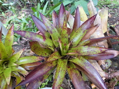 Tillandsia fendleri