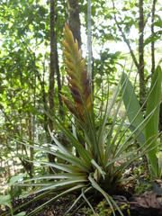 Vriesea cathcartii