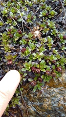 Celmisia bellidioides