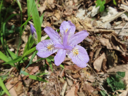 Iris gracilipes