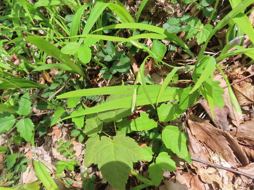 Iris gracilipes, photograph 2