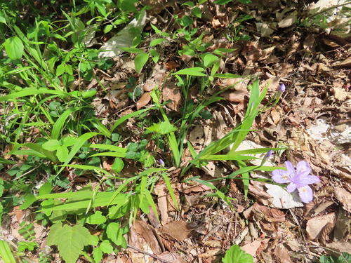Iris gracilipes, photograph 1