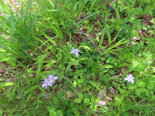 Iris gracilipes, photograph 3