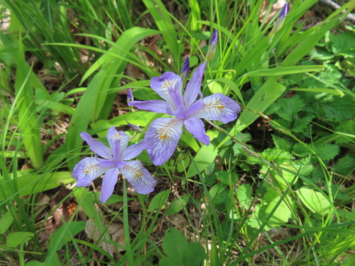 Iris gracilipes, photograph 4