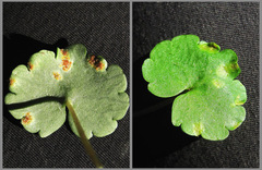 Puccinia chrysosplenii