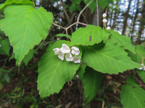 Viburnum phlebotrichum